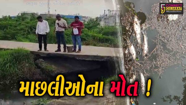 ભરૂચ: વાગરાના પાદરિયા-કડોદરા માર્ગ નજીક કાસમાં  માછલીઓના મોત, GPCBએ પાણીના લીધા સેમ્પલ