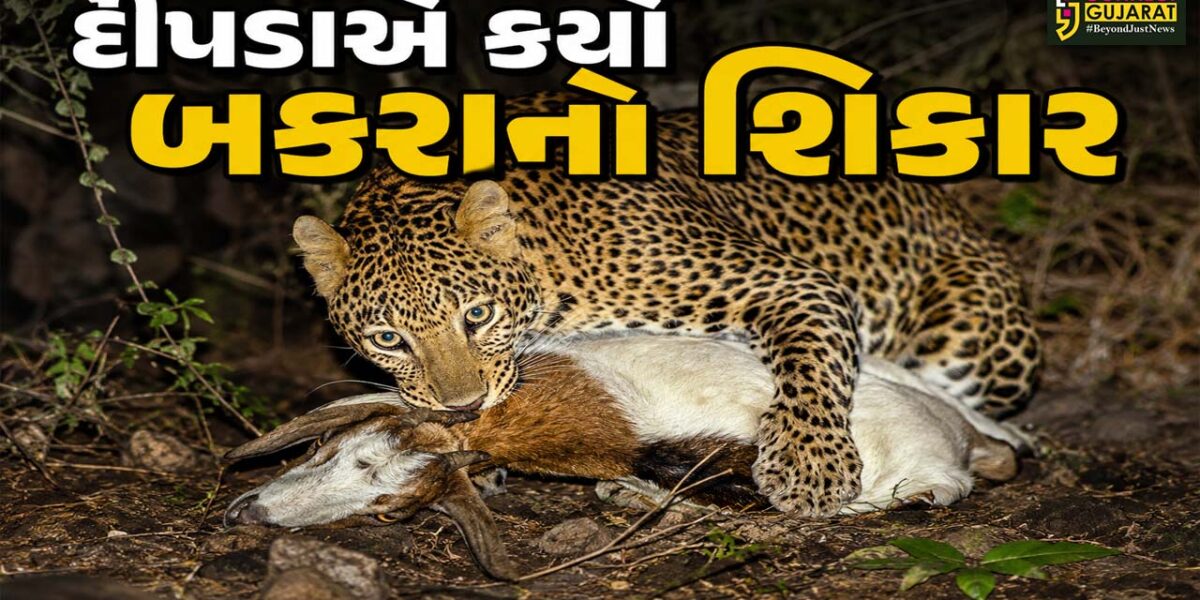 ભરૂચ: જંબુસરના ડાભા ગામે દીપડાનો આતંક, પાંચ બકરાનો શિકાર