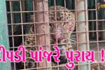 ભરૂચ: વાલિયાના કરસાડ ગામના નવા પુલ પાસે દીપડી પાંજરે પુરાય, ગ્રામજનોએ લીધો રાહતનો શ્વાસ 