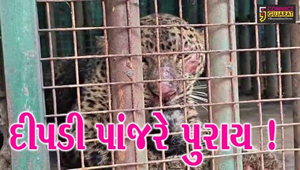ભરૂચ: વાલિયાના કરસાડ ગામના નવા પુલ પાસે દીપડી પાંજરે પુરાય, ગ્રામજનોએ લીધો રાહતનો શ્વાસ 