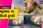 ભાવનગર : સિહોર પંથકમાં સિંહનો આતંક,ટોડી ગામે પશુપાલક પર થયો જીવલેણ હુમલો
