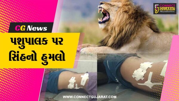 ભાવનગર : સિહોર પંથકમાં સિંહનો આતંક,ટોડી ગામે પશુપાલક પર થયો જીવલેણ હુમલો
