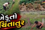 સાબરકાંઠા : વરસાદની ઘટ બાદ પાકમાં રોગચાળો અને જીવાતના ઉપદ્રવે ખેડૂતોની ચિંતા  વધારી,પાક ઉત્પાદન ઘટવાની આશંકા