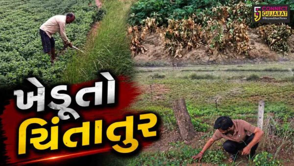 સાબરકાંઠા : વરસાદની ઘટ બાદ પાકમાં રોગચાળો અને જીવાતના ઉપદ્રવે ખેડૂતોની ચિંતા  વધારી,પાક ઉત્પાદન ઘટવાની આશંકા
