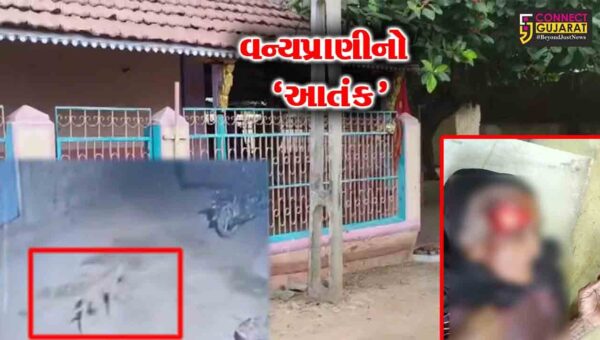 પાટણ : વૌવા ગામમાં વન્યપ્રાણીના હુમલાથી ગ્રામજનોમાં ફફડાટ, 15થી વધુ લોકોને બચકાં ભરી ઇજાગ્રસ્ત કર્યા.