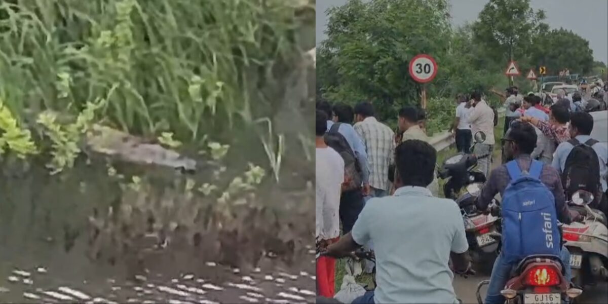 ભરૂચ-અંકલેશ્વર માર્ગ પર ખાડીમાં મગર દેખાતા લોકોમાં કુતૂહલ, મગર જોવા લોકોનો જમાવડો