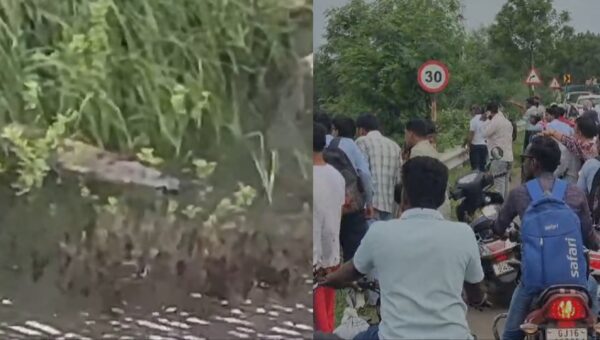 ભરૂચ-અંકલેશ્વર માર્ગ પર ખાડીમાં મગર દેખાતા લોકોમાં કુતૂહલ, મગર જોવા લોકોનો જમાવડો