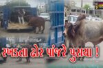 અંકલેશ્વર: GIDCમાં સપ્તાહમાં બીજી વખત રસ્તે રખડતા ઢોર પકડવાની ઝુંબેશ હાથ ધરાય, 11 ઢોર પાંજરે પુરાયા