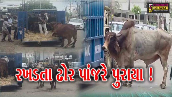 અંકલેશ્વર: GIDCમાં સપ્તાહમાં બીજી વખત રસ્તે રખડતા ઢોર પકડવાની ઝુંબેશ હાથ ધરાય, 11 ઢોર પાંજરે પુરાયા