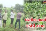 અંકલેશ્વર: આકાશમાંથી વરસેલ આફતના પગલે ખેતરો બેટમાં ફેરવાયા, ખેતીના ઉભા પાકને નુકશાન