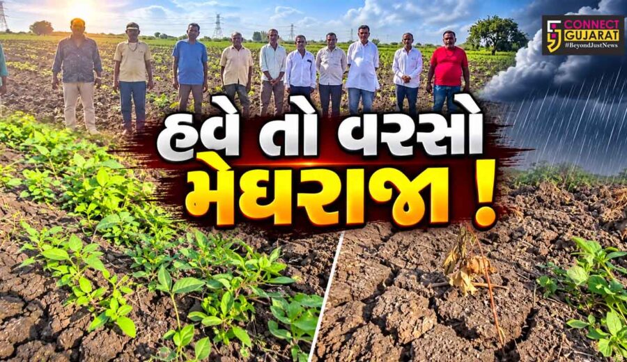 ભરૂચ: આમોદ તાલુકામાં વરસાદ ખેંચાતા ખેડૂતો ચિંતિત, હજારો એકરમાં પાક સુકાવાની કગાર પર
