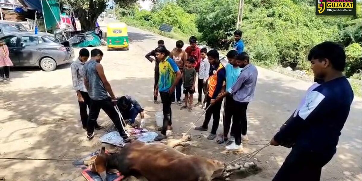 ભરૂચ: જુના તવરા ગામે ગરુડ સેના અને સાર્થક ફાઉન્ડેશનની સેવાભાવી કામગીરી,ઇજાગ્રસ્ત નંદી મહારાજની કરાય સારવાર 
