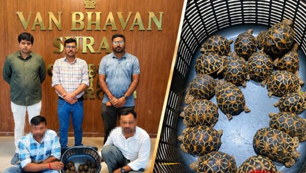 સુરત : ગેરકાયદે વન્યજીવ તસ્કરીના નેટવર્કનો પર્દાફાશ, દુર્લભ 18 સ્ટાર કાચબા સાથે 2 શખ્સોની અટકાયત…