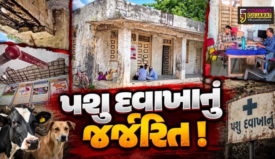 ભરૂચ: આમોદનું સરકારી પશુ દવાખાનું જર્જરીત હાલતમાં, ડોક્ટર, કર્મચારીઓ અને પશુપાલકોની સુરક્ષા સામે સવાલો !