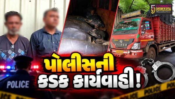 અંકલેશ્વર: બી ડિવિઝન પોલીસે NH-48 પરથી કતલના ઇરાદે લઈ જવાતી 12 ભેંસ મુક્ત કરાવી, રૂ.8.58 લાખનો મુદ્દામાલ જપ્ત