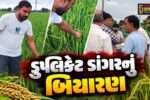 સાબરકાંઠા : પ્રાંતિજમાં ડુપ્લિકેટ ડાંગરના બિયારણે ખેડૂતોને રોવડાવ્યા, 300 વીઘામાં પાક નકામો થવાની ભીતિ!