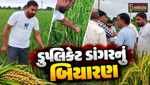 સાબરકાંઠા : પ્રાંતિજમાં ડુપ્લિકેટ ડાંગરના બિયારણે ખેડૂતોને રોવડાવ્યા, 300 વીઘામાં પાક નકામો થવાની ભીતિ!