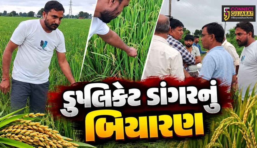 સાબરકાંઠા : પ્રાંતિજમાં ડુપ્લિકેટ ડાંગરના બિયારણે ખેડૂતોને રોવડાવ્યા, 300 વીઘામાં પાક નકામો થવાની ભીતિ!