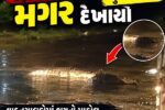 અંકલેશ્વર-હાંસોટ મુખ્યમાર્ગ પર મગર દેખાયો, વીડિયો વાયરલ