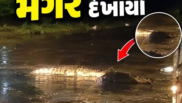 અંકલેશ્વર-હાંસોટ મુખ્યમાર્ગ પર મગર દેખાયો, વીડિયો વાયરલ