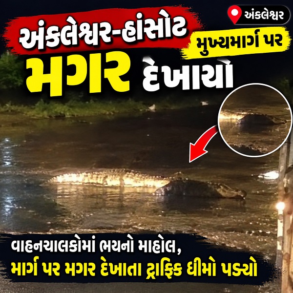 અંકલેશ્વર-હાંસોટ મુખ્યમાર્ગ પર મગર દેખાયો, વીડિયો વાયરલ