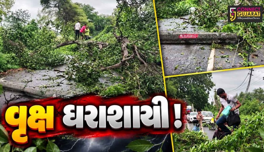 ભરૂચ: હાંસોટના સાહોલ ઇલાવ રોડ પર વૃક્ષ ધરાશાયી, વીજ પોલને નુકસાન-માર્ગ બંધ