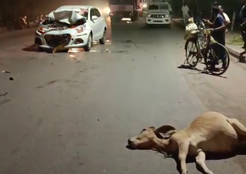 અંકલેશ્વર: પાનોલી GIDCમાં રખડતા પશુના કારણે ગમખ્વાર અકસ્માત, ગાય-વાછરડાનું મોત