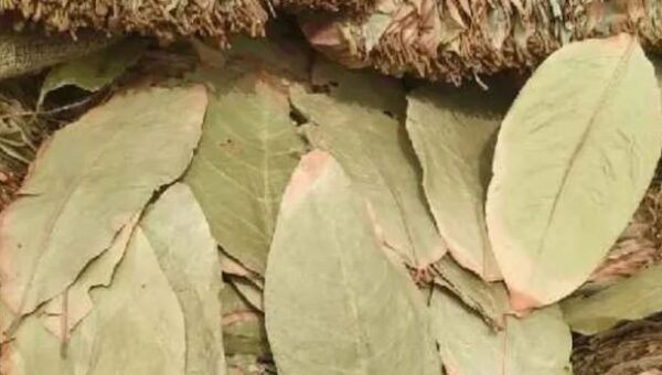 શ્રીલંકામાં 7 ભારતીયોની ધરપકડ : બીડી-સિગારેટ બનાવવા માટે વપરાતા ‘કેન્દુ’ પાનની તસ્કરીનો આરોપ..!