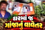 ભાવનગર : ચિત્રા મફતનગરમાં ઘરમાં જ થતું હતું ગાંજાનું વાવેતર, પોલીસે દરોડો પાડી 12 છોડ કર્યા જપ્ત