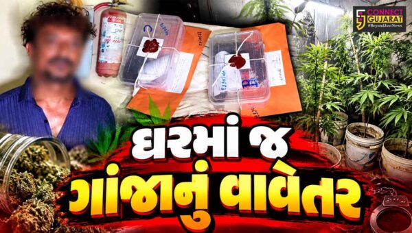 ભાવનગર : ચિત્રા મફતનગરમાં ઘરમાં જ થતું હતું ગાંજાનું વાવેતર, પોલીસે દરોડો પાડી 12 છોડ કર્યા જપ્ત
