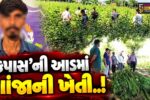 સાબરકાંઠા : કપાસના પાકની આડમાં ગાંજાનું ગેરકાયદે વાવેતર ઝડપાયું, રૂ. 1.72 કરોડના મુદ્દામાલ સાથે એક શખ્સની ધરપકડ…