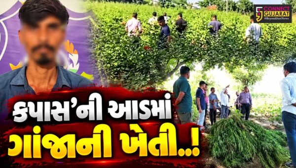 સાબરકાંઠા : કપાસના પાકની આડમાં ગાંજાનું ગેરકાયદે વાવેતર ઝડપાયું, રૂ. 1.72 કરોડના મુદ્દામાલ સાથે એક શખ્સની ધરપકડ…