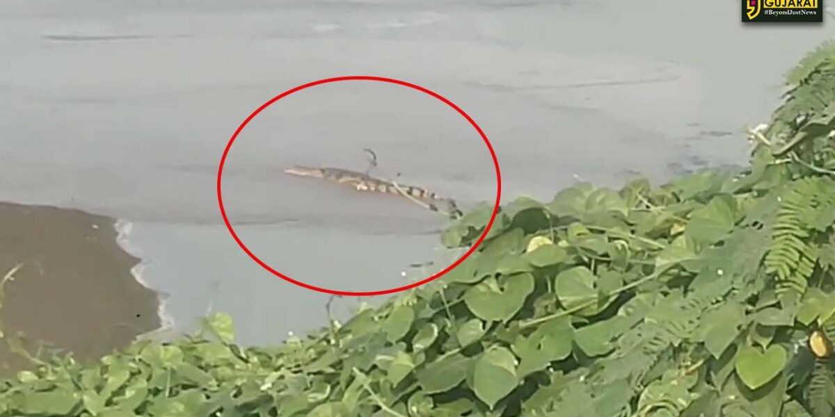 ભરૂચ: વડદલા નજીક GNFCના તળાવમાં મગર નજરે પડતા દોડધામ, સ્થાનિકોમાં ફફડાટ