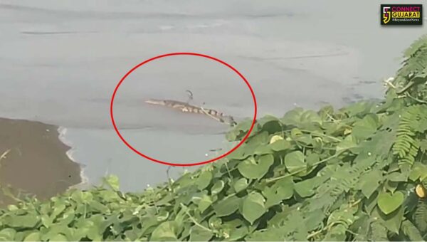 ભરૂચ: વડદલા નજીક GNFCના તળાવમાં મગર નજરે પડતા દોડધામ, સ્થાનિકોમાં ફફડાટ