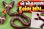 દાહોદ : અગાસવાણીમાં બે મોઢાવાળા વરુદંતી સાંપનું રેસ્ક્યુ, દુર્લભ સાપ મળ્યાની ગુજરાતની પ્રથમ અને દેશની પાંચમી ઘટના…