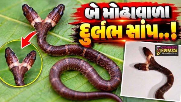 દાહોદ : અગાસવાણીમાં બે મોઢાવાળા વરુદંતી સાંપનું રેસ્ક્યુ, દુર્લભ સાપ મળ્યાની ગુજરાતની પ્રથમ અને દેશની પાંચમી ઘટના…