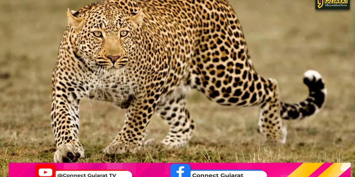 ભરૂચ: જંબુસરના રામપુર ગામે દીપડાનો આતંક, ગાય પર હુમલો કરી કર્યો શિકાર