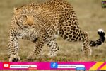 ભરૂચ: જંબુસરના રામપુર ગામે દીપડાનો આતંક, ગાય પર હુમલો કરી કર્યો શિકાર