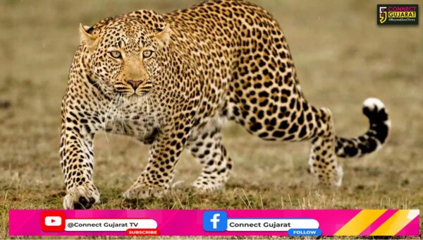 ભરૂચ: જંબુસરના રામપુર ગામે દીપડાનો આતંક, ગાય પર હુમલો કરી કર્યો શિકાર