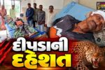 નર્મદા : આમલેથા ગામ ખેતરે જતા ખેડૂત પર દીપડાનો હુમલો,ઈજાગ્રસ્ત હોસ્પિટલમાં સારવાર હેઠળ