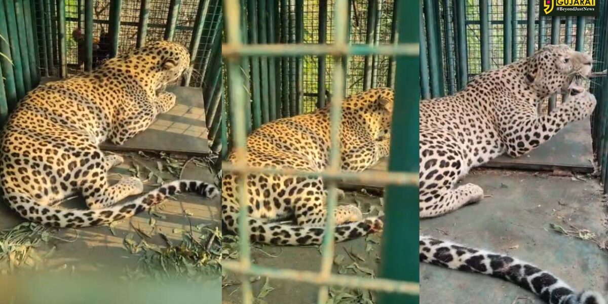 અંકલેશ્વર: ભાદી ગામેથી કદાવર દીપડો પાંજરે પુરાતા ગ્રામજનોએ લીધો હાશકારો