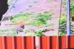 ભરૂચ: ઉમરાજ ગામમાં દીપડો દેખાતા ફફડાટ,CCTV કેમેરામાં દીપડાની હલચલ કેદ