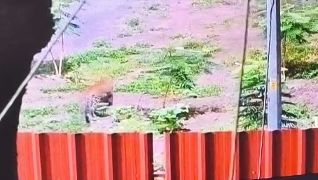 ભરૂચ: ઉમરાજ ગામમાં દીપડો દેખાતા ફફડાટ,CCTV કેમેરામાં દીપડાની હલચલ કેદ