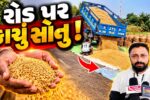 ભરૂચ: હાંસોટ પંથકમાં રોડ પર પથરાયું ધરતીપુત્રોનું કાચું સોનું, ડાંગર સૂકવવા ખેડૂતોની કવાયત