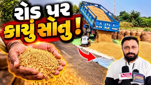 ભરૂચ: હાંસોટ પંથકમાં રોડ પર પથરાયું ધરતીપુત્રોનું કાચું સોનું, ડાંગર સૂકવવા ખેડૂતોની કવાયત