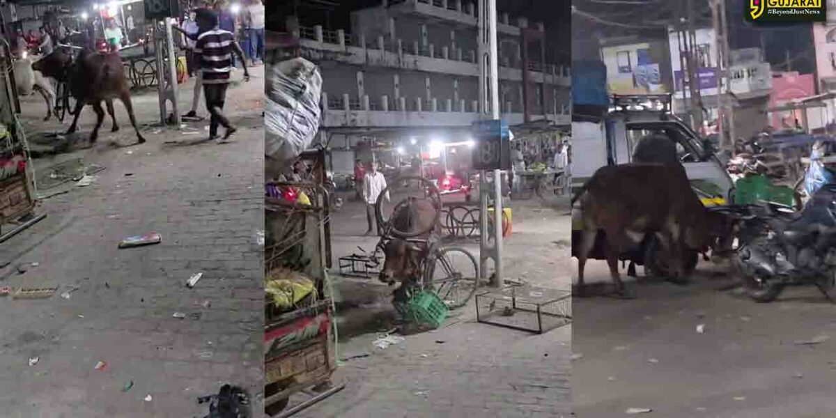 ભરૂચ: આમોદમાં રખડતી ગાયના ગળામાં ફસાઈ સાયકલ અને શાકભાજી-ફ્રૂટની કેરેટ ,વિડીયો થયો વાયરલ