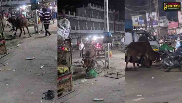 ભરૂચ: આમોદમાં રખડતી ગાયના ગળામાં ફસાઈ સાયકલ અને શાકભાજી-ફ્રૂટની કેરેટ ,વિડીયો થયો વાયરલ