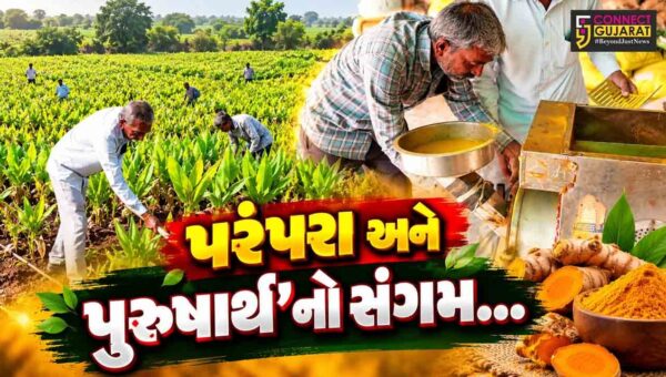 સુરેન્દ્રનગર : 70 વર્ષીય ખેડૂતે ગૌમૂત્ર અને જીવામૃતના સહારે હળદરની પ્રાકૃતિક ખેતી કરી બમણી આવક મેળવી…
